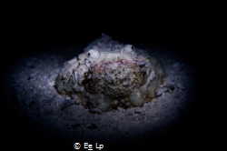 Synanceia verrucosa (juvenile stonefish). (f/5.6, 1/15, I... by E&e Lp 